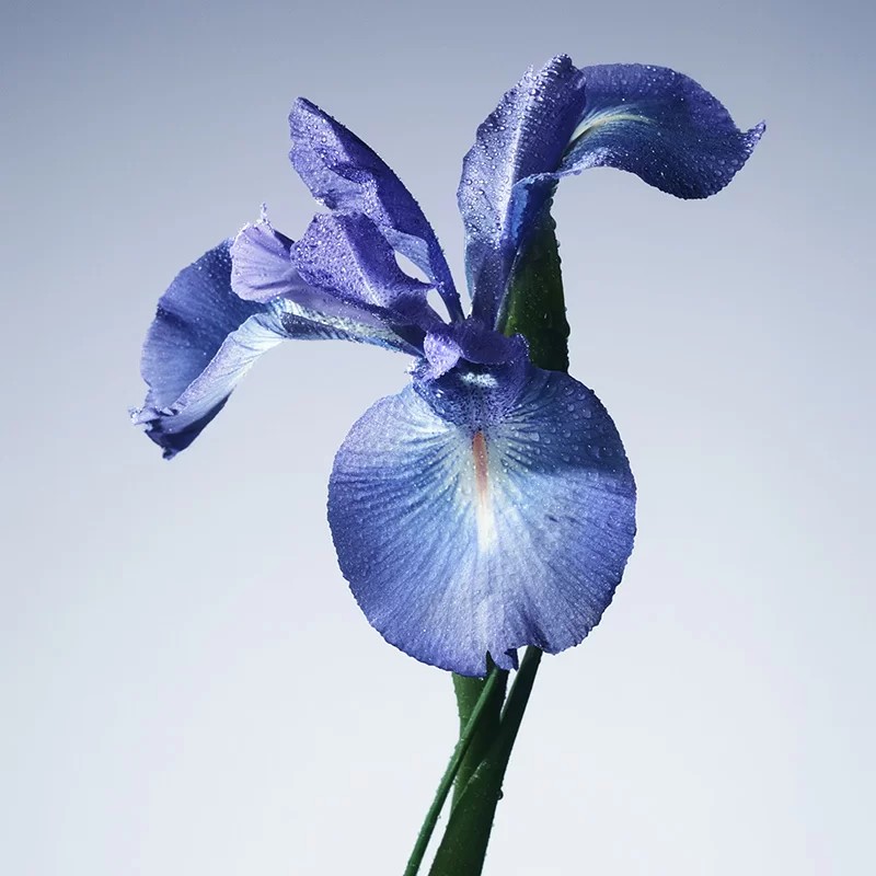 irisblau