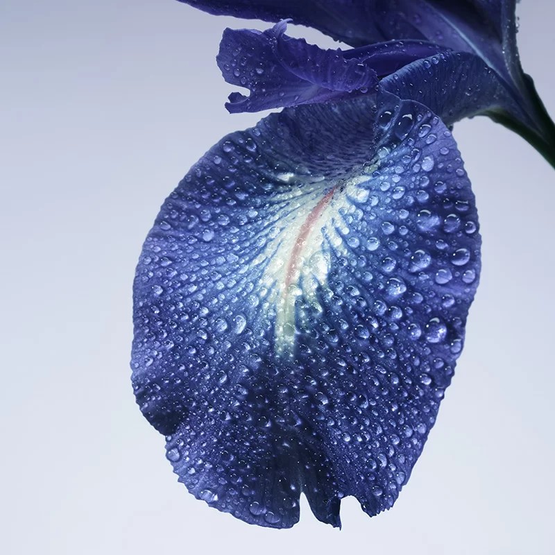 irisblau